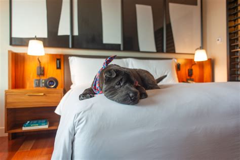is the marriott pet friendly